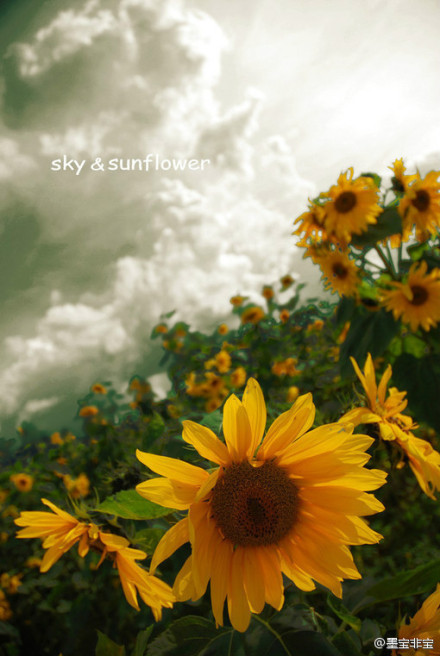 一厘米的阳光 一厘米的阳光